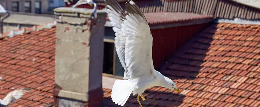 Residential Chimney Animal Removal Solution in Hybla Valley, VA